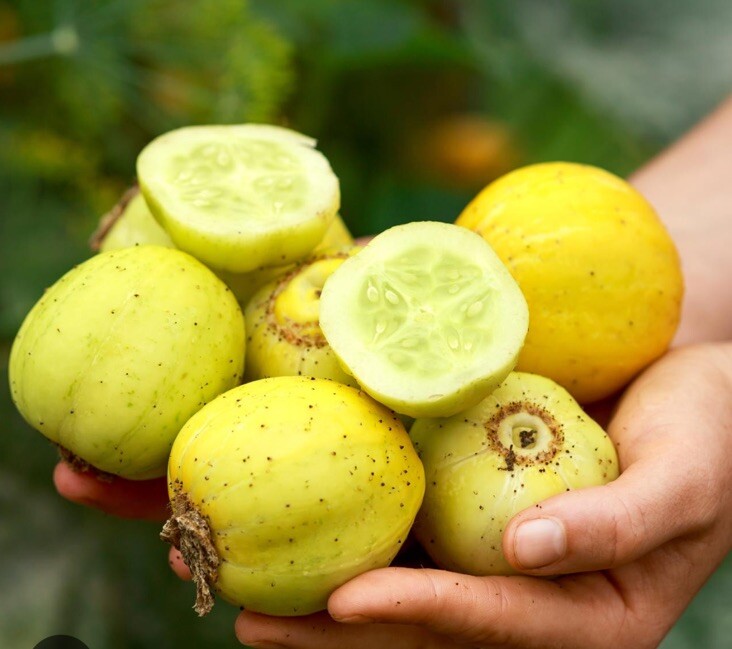 10 Lemon Cucumber Seeds