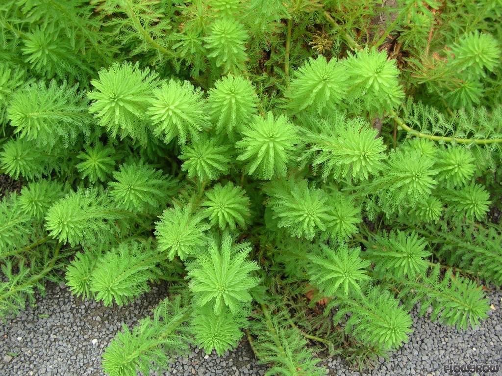 Live bunch Parrot’s Feather Aquatic Surface Pond Plant – Buy 2 Get 1 Free