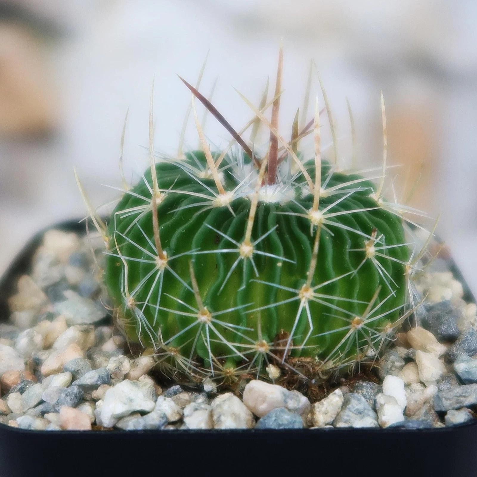 Stenocactus Multicostatus Brain Cactus Live Plant With Flower Pot