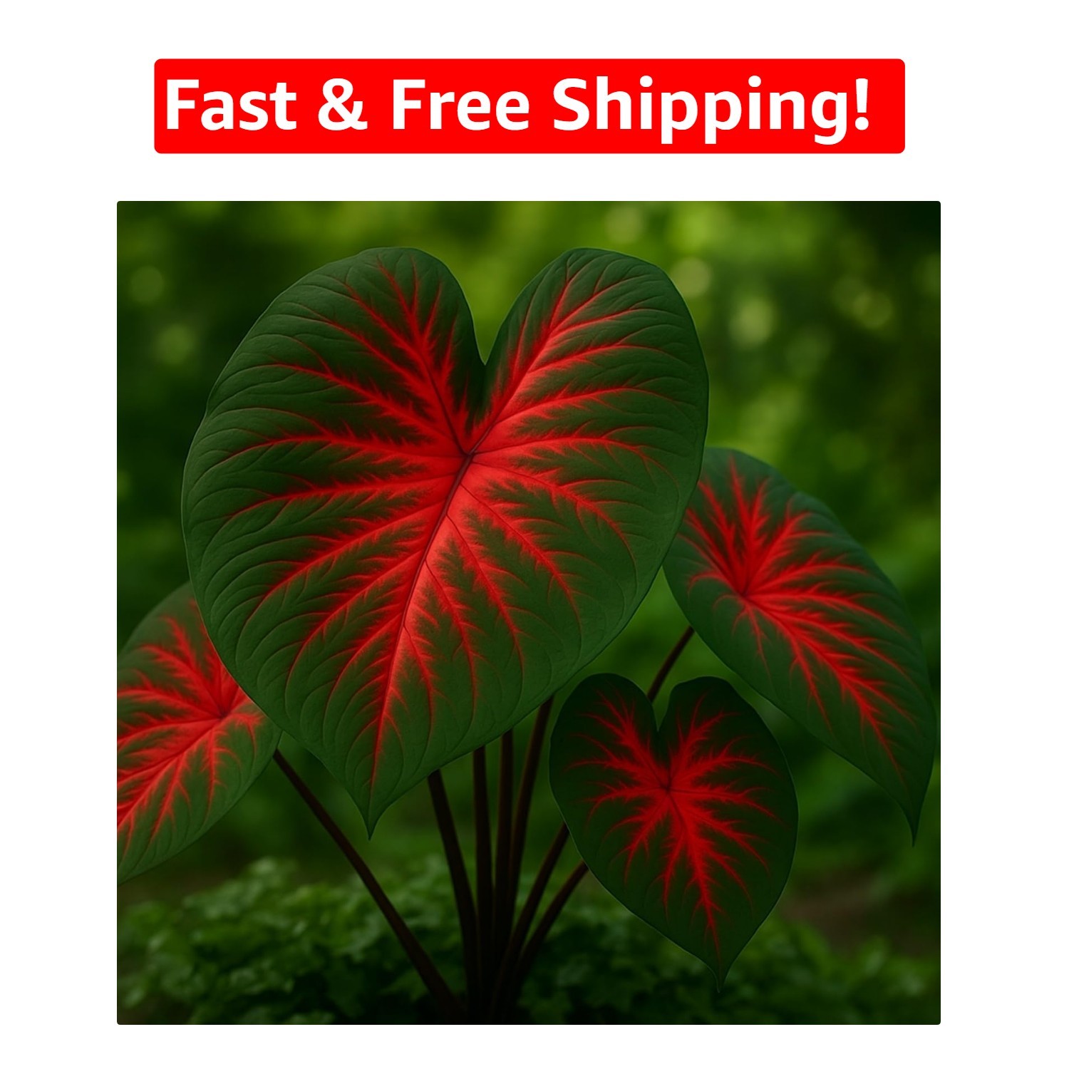 Vibrant Heart’s A’Fire Caladium Bulbs – Perfect for Full Sun and Garden Elegance
