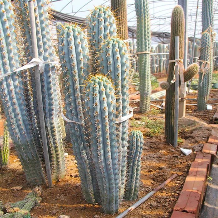 10 ‘BLUE CEREUS” CACTUS SEEDS (Browningia hertlingiana) RARE Tree Like Cacti