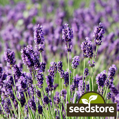 Munstead Lavender Seeds | Heirloom / Non-GMO | Free Shipping | Herb Seeds | 1137