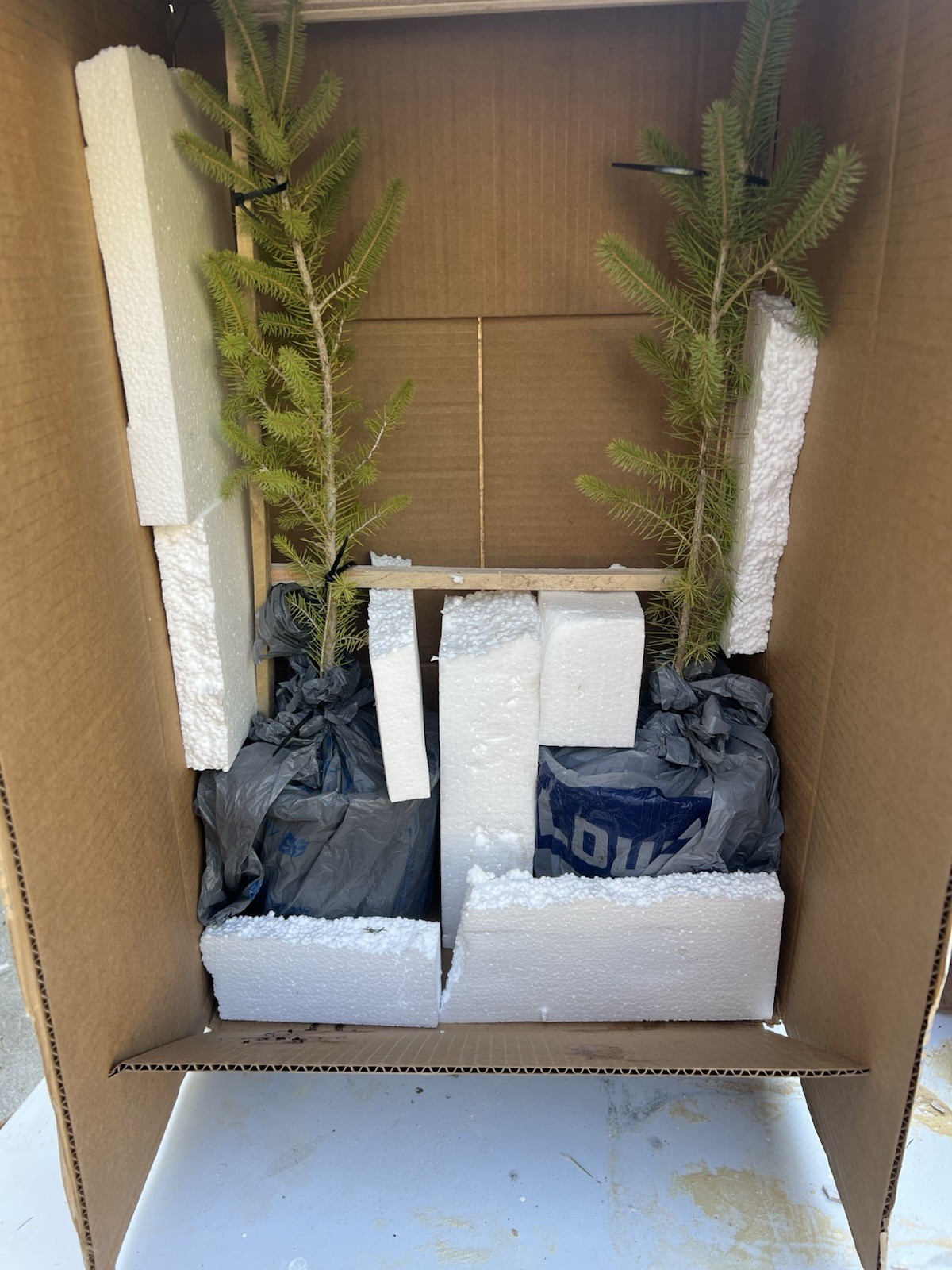 Norway Spruce Tree Seedlings Ready To Plant