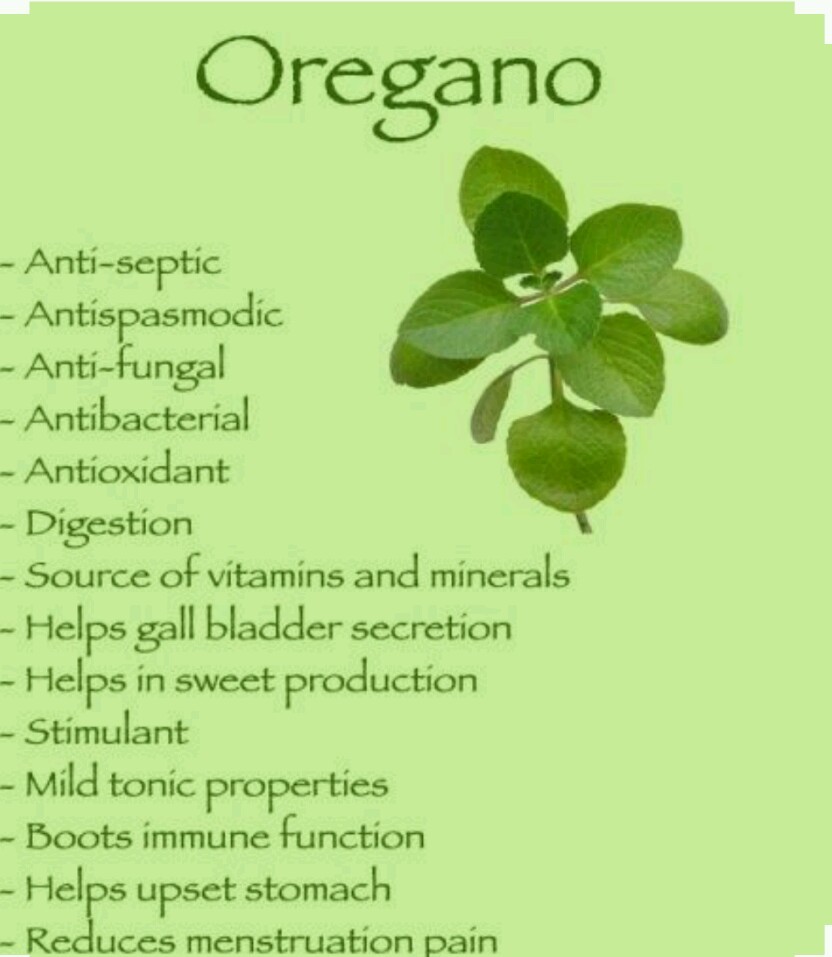 300 Italian Oregano Seeds -Non GMO-Open Pollinated- Organic