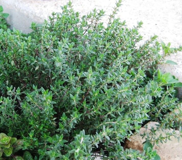 1000+ Thyme Seeds (Thymus vulgaris) – Heirloom | Non-GMO , Herb Seeds