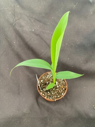 Musa Blue Java, aka Ice Cream Banana, Rooted Plant Shipped in 3″ Pot