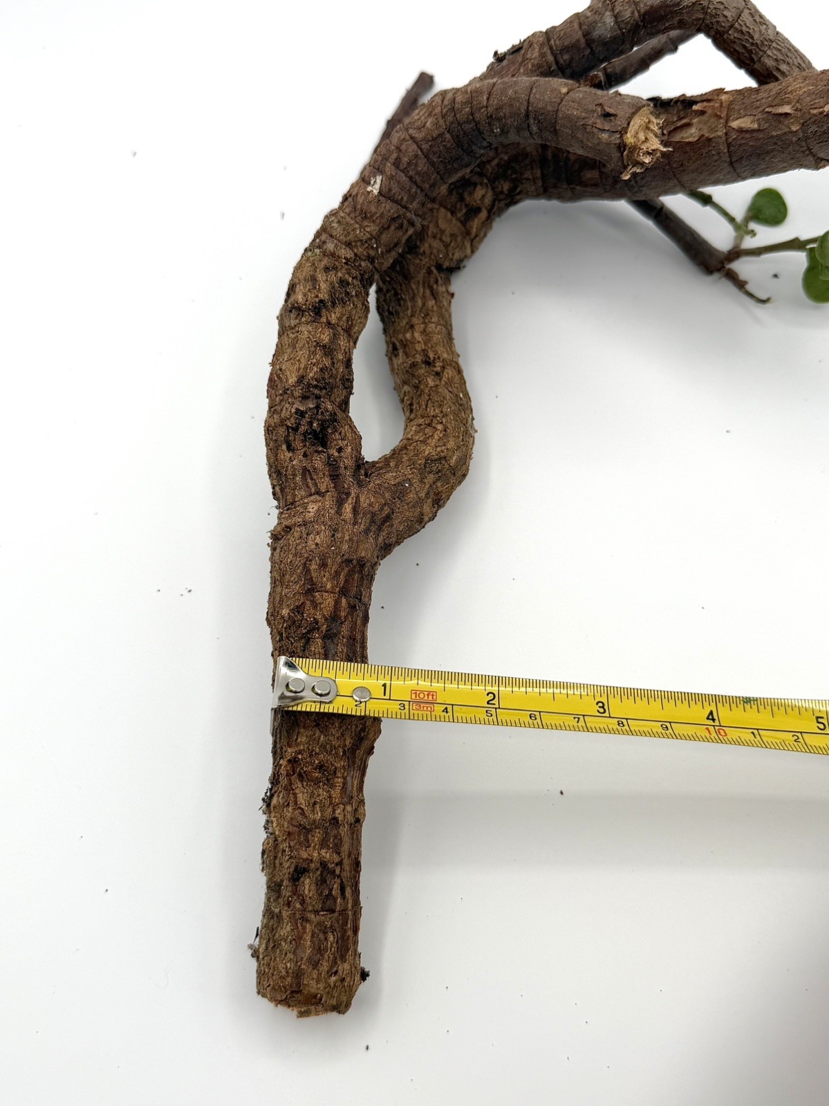 12” Elephant Jade Branch Curved Shape Bonsai Style Succulent propagation ready