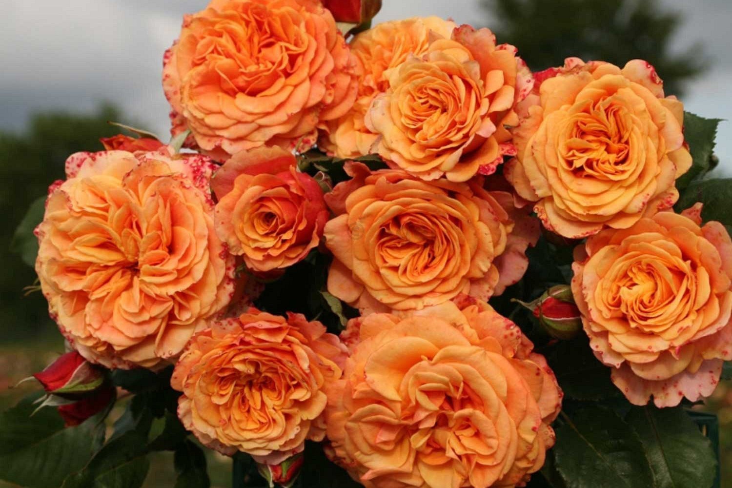 Crazy Love Rose 1.5 Gal Pot, Non-Stop Fragrant Orange Apricot Flowers, Own Root