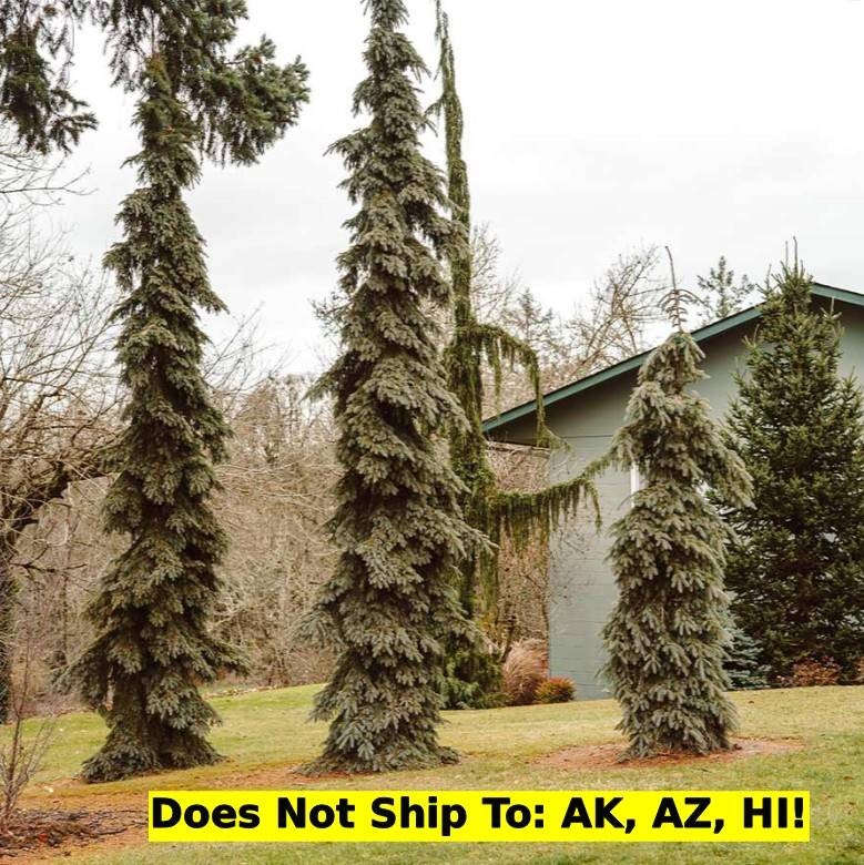 Weeping White Spruce Tree 1-2ft H Outdoor Evergreen Tree Deer Resistant Plant