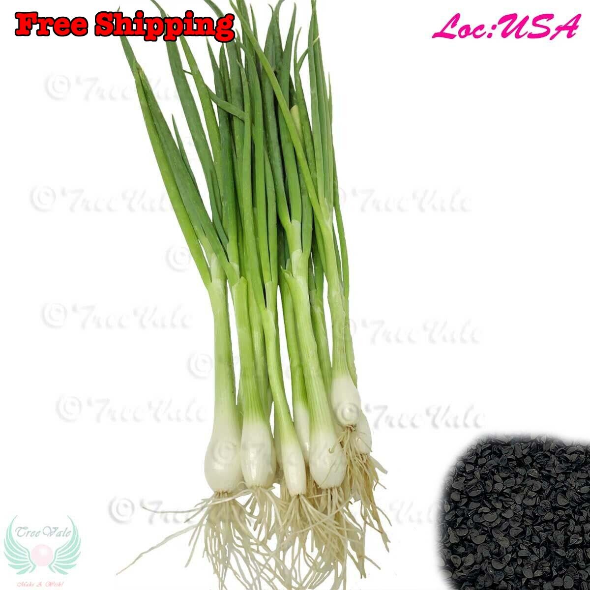 Evergreen Onion SEEDS | White Lisbon, Bunching Onion, Scallion SEEDS | Non-GMO