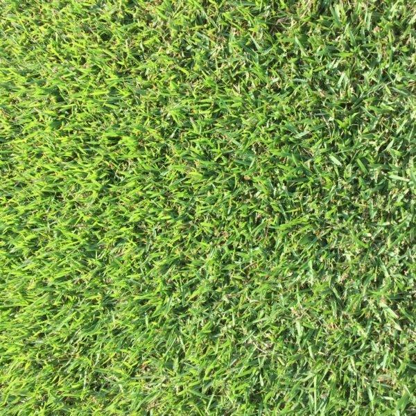 Rare Empire Zoysia grass seeds – 1/8 lb – limited