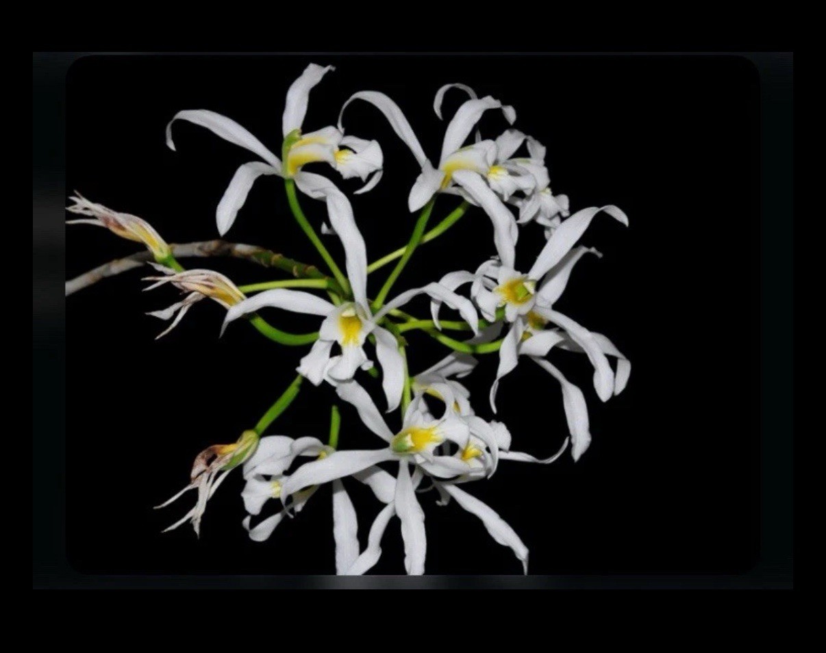Brassavola Jiminy Cricket x Laelia superbiens Alba Green Orchid Eros 7” Pot