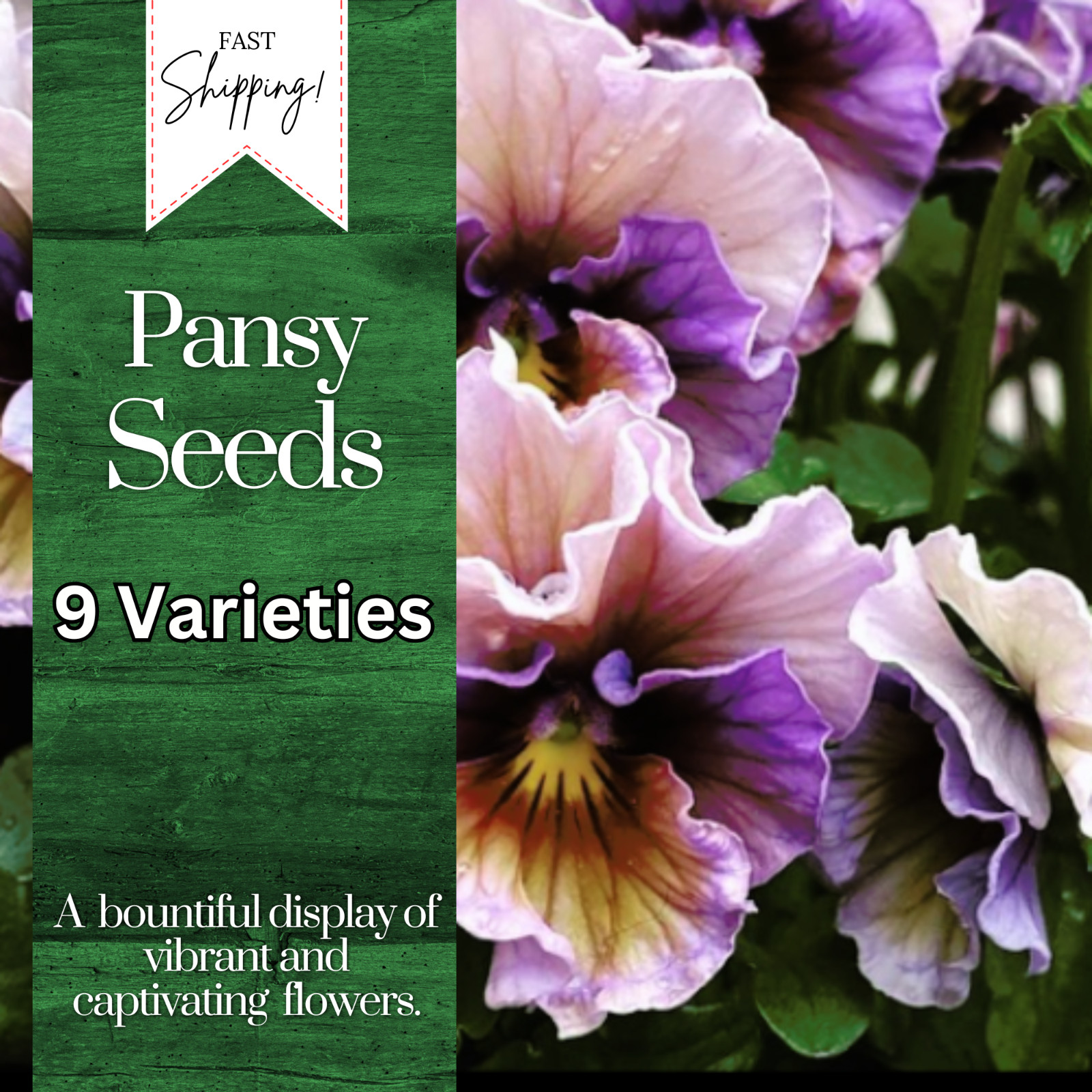 150+ Pansy Seeds (Viola) – Fragrant, Flower Seeds, Annual Seeds, Garden Seeds