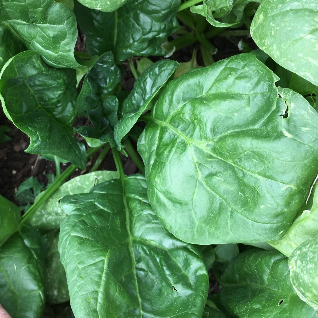 Giant Noble Spinach Seeds, NON-GMO, Variety Sizes, FREE SHIPPING