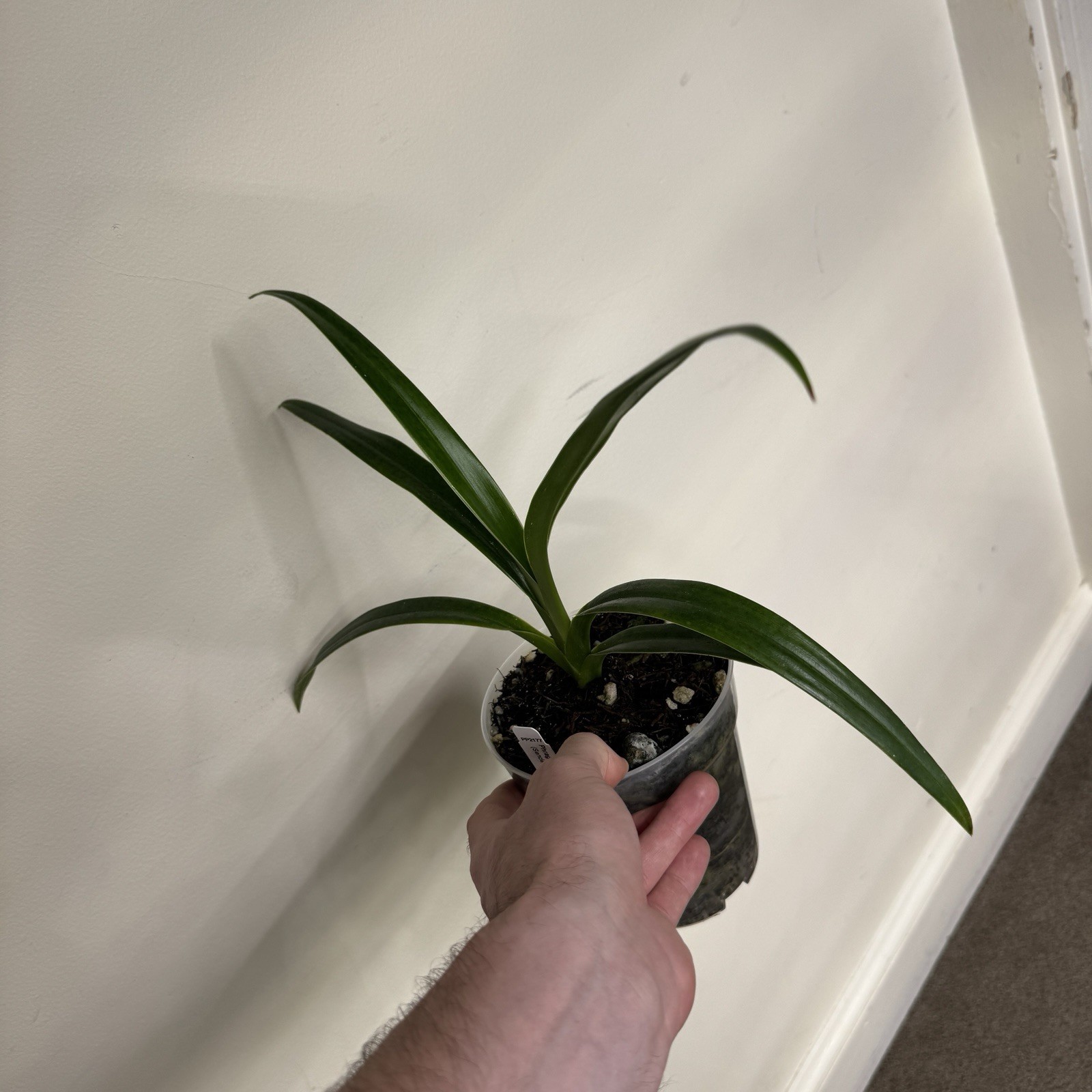 Phragmipedium Elfin’s Gift Slipper Orchid In Low Spike