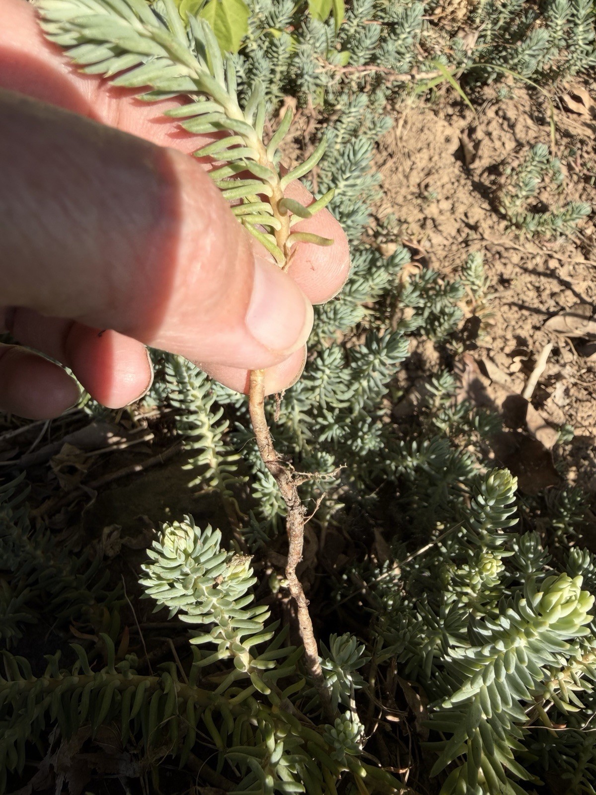 Sedum Blue Spruce-10 BARE ROOTS Trailing Ground Cover Cold Hardy Succulents