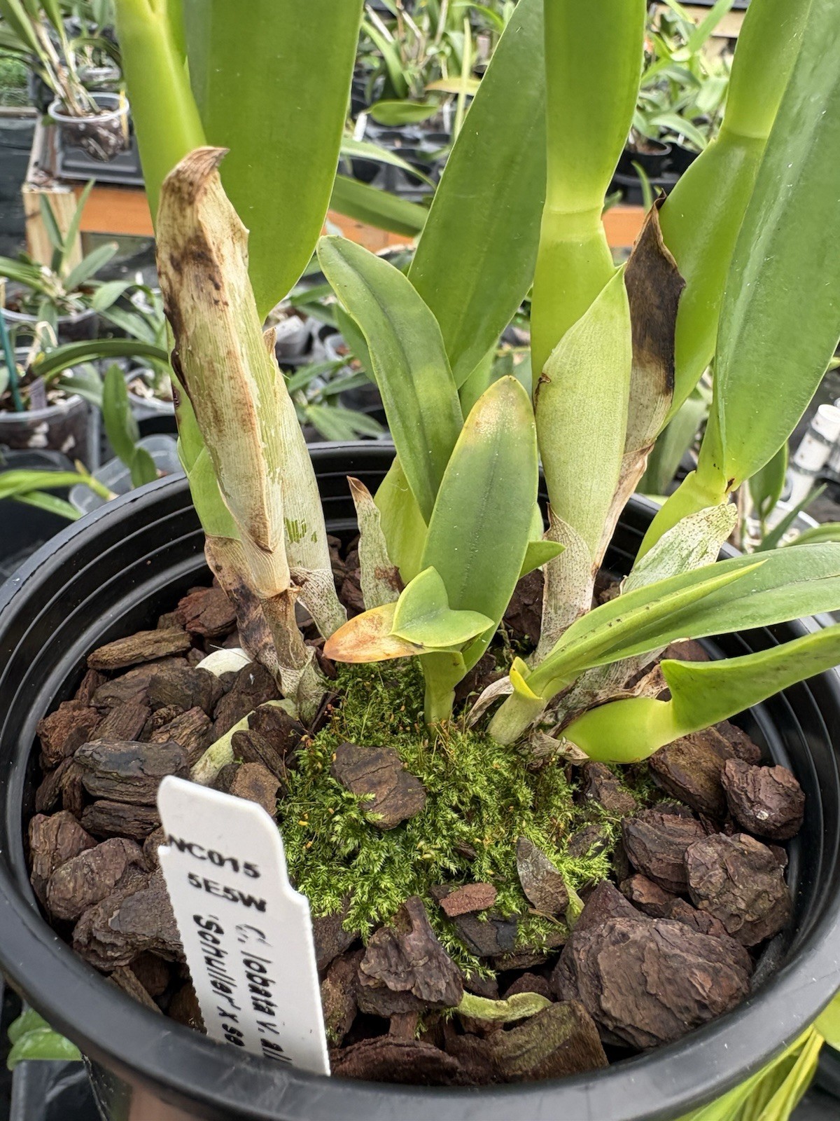 Cattleya lobata var. alba (x self) Orchid Species – 5″ Pot