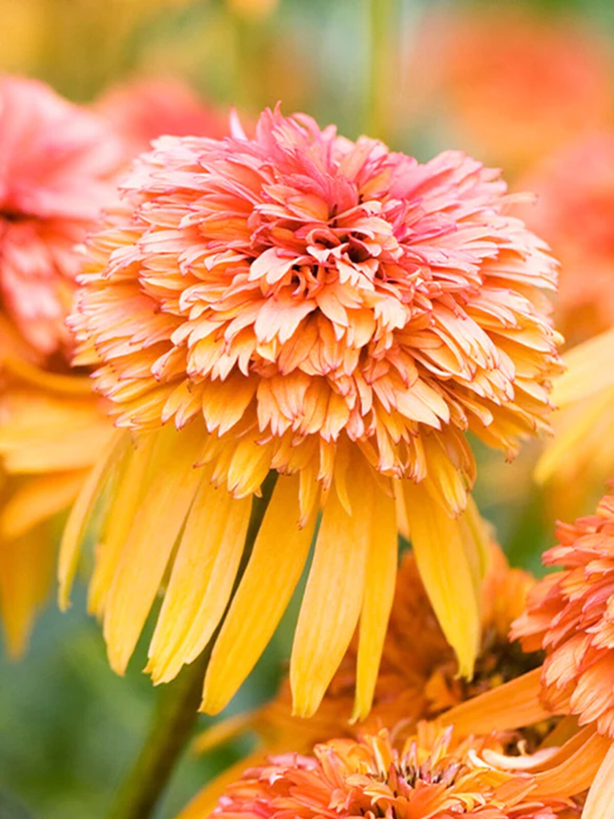 50 DBL Salmon Coneflower Seeds Echinacea Perennial Flower Flowers US SELLER