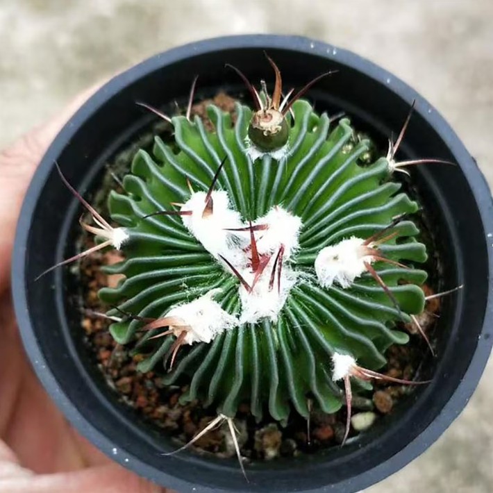 Stenocactus Multicostatus Brain Cactus Live Plant With Flower Pot