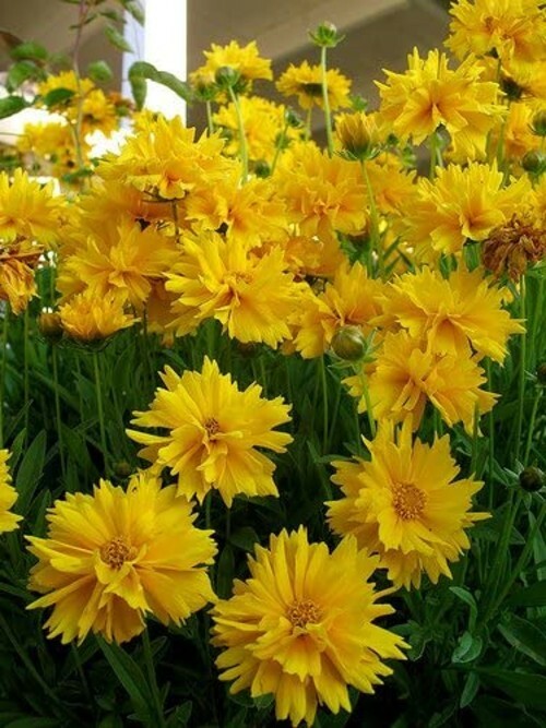 Sunray Perennial Coreopsis Grandiflora Floriferous – 30 Seeds, 175 mg