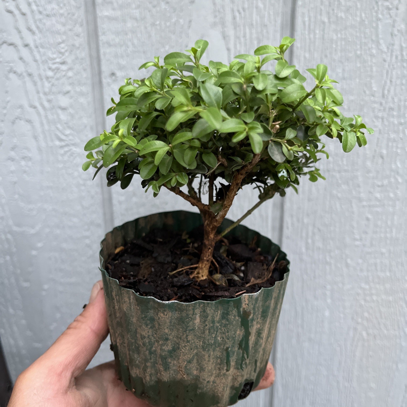 Kingsville boxwood Pre Bonsai Stock – Tree #2
