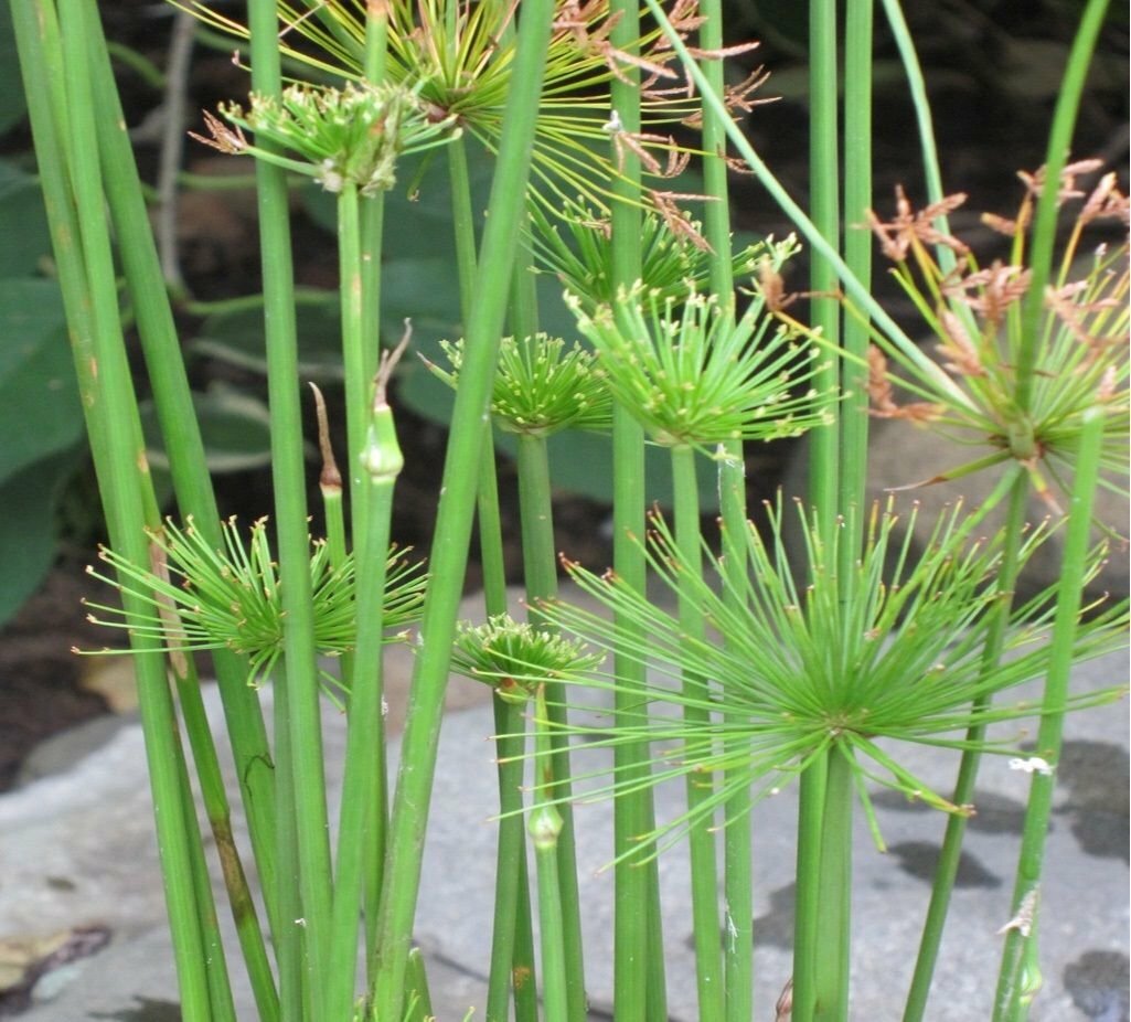 Live Dwarf Papyrus Tropical Aquatic Marginal Pond Plant