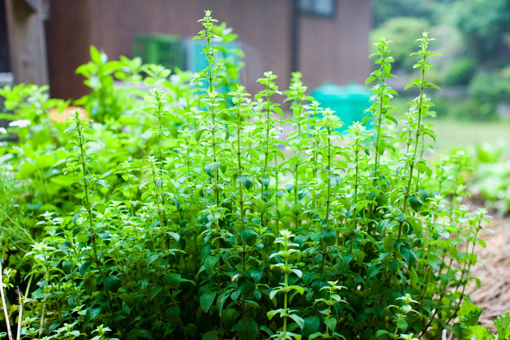 750 SEEDS – oregano – PERENNIAL HERB – GroCo* USA – BUY 15-SHIPS FREE
