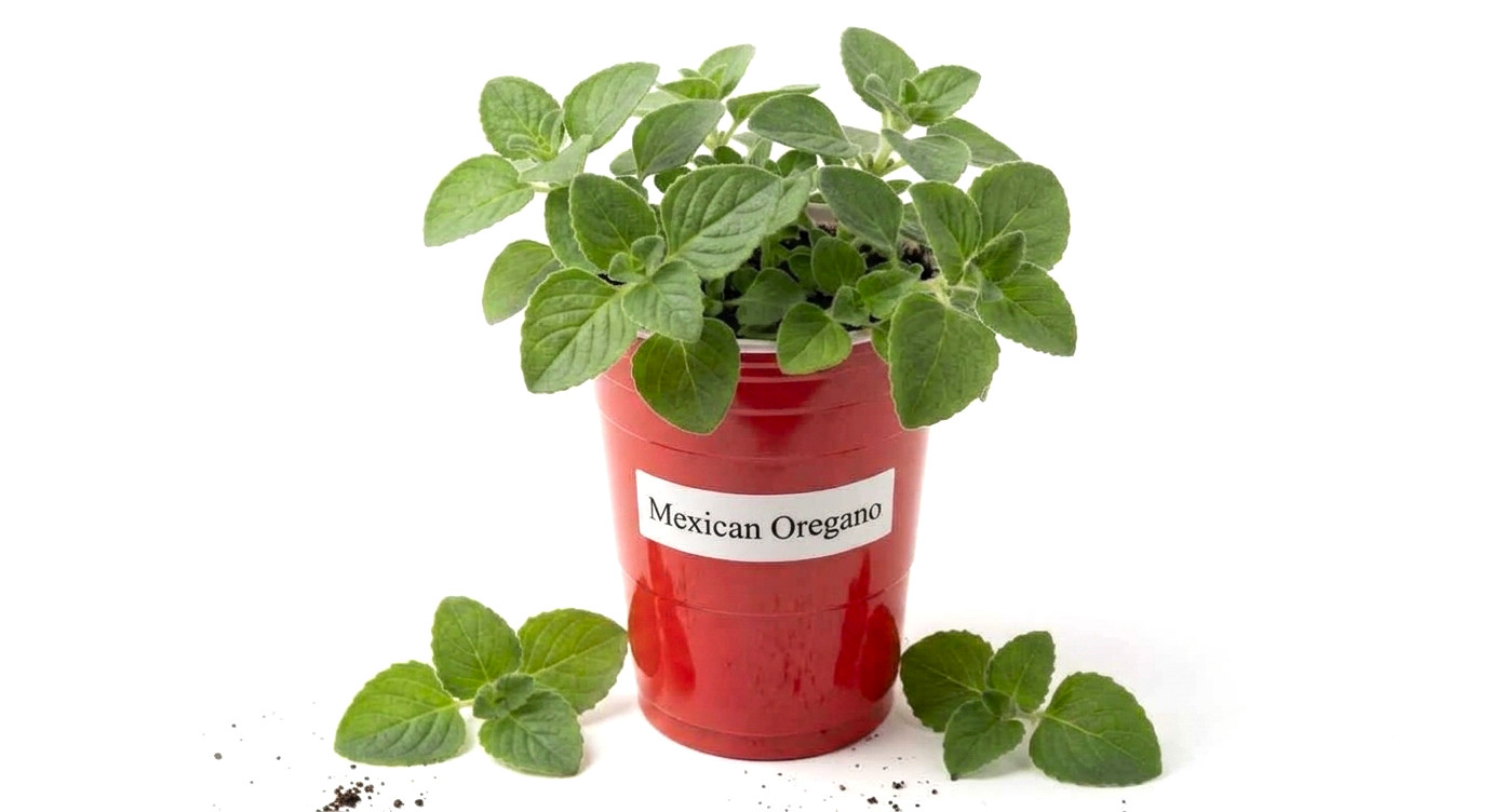 5 Authentic Mexican Oregano (Not Cuban Oregano) Herb for Culinary Garden