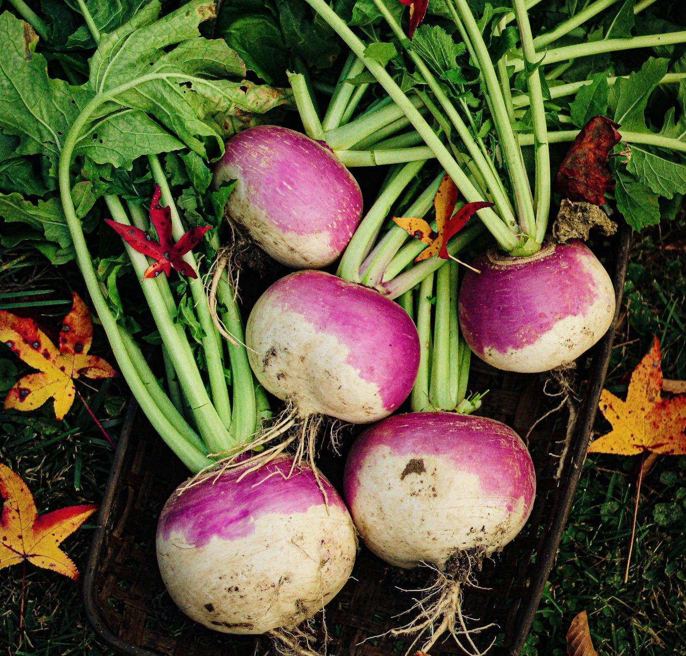 Turnip Seeds, Purple Top White Globe (Brassica rapa) – 600 Seeds | Heirloom USA