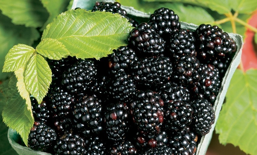3 Blackberry Plants “Chester”-Thornless (Pack of 3 Large Plug Plants) Zones 5-9