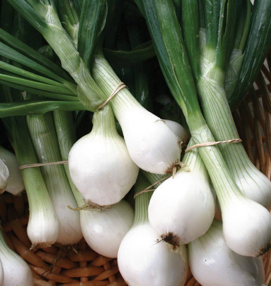 CRYSTAL WHITE WAX ONION 250 SEEDS NON-GMO FRESH FOR 2024 GARDENS