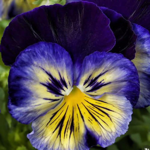 150+ Pansy Seeds (Viola) – Fragrant, Flower Seeds, Annual Seeds, Garden Seeds
