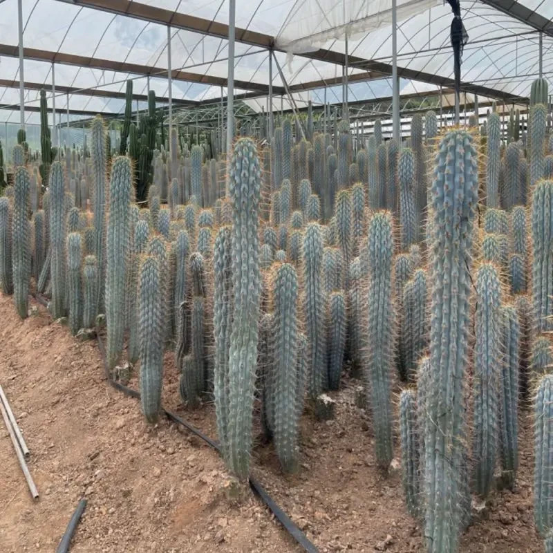 10 ‘BLUE CEREUS” CACTUS SEEDS (Browningia hertlingiana) RARE Tree Like Cacti