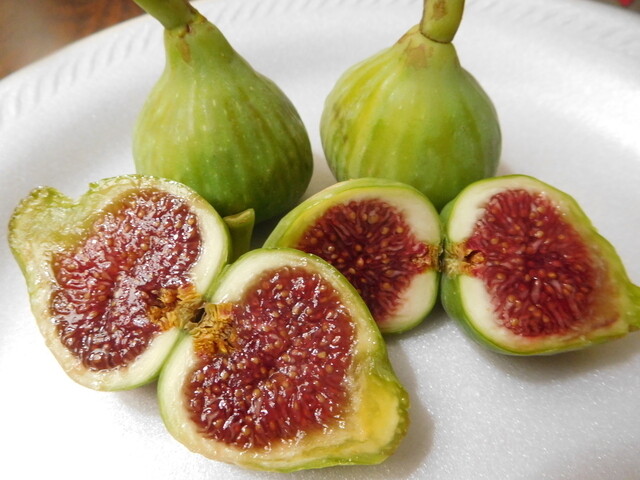 20 Cuttings of Vasillika Sika Fig Tree Ready To Root Make Your Own Plants!