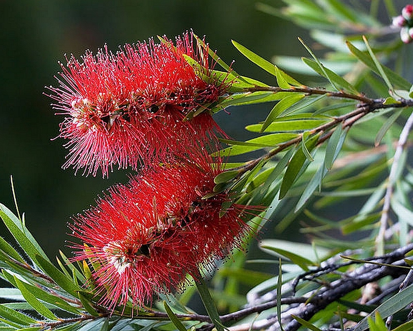 LITTLE JOHN Dwarf Bottlebrush Tree Plant Rare Miniature Flowering Bonsai Starter