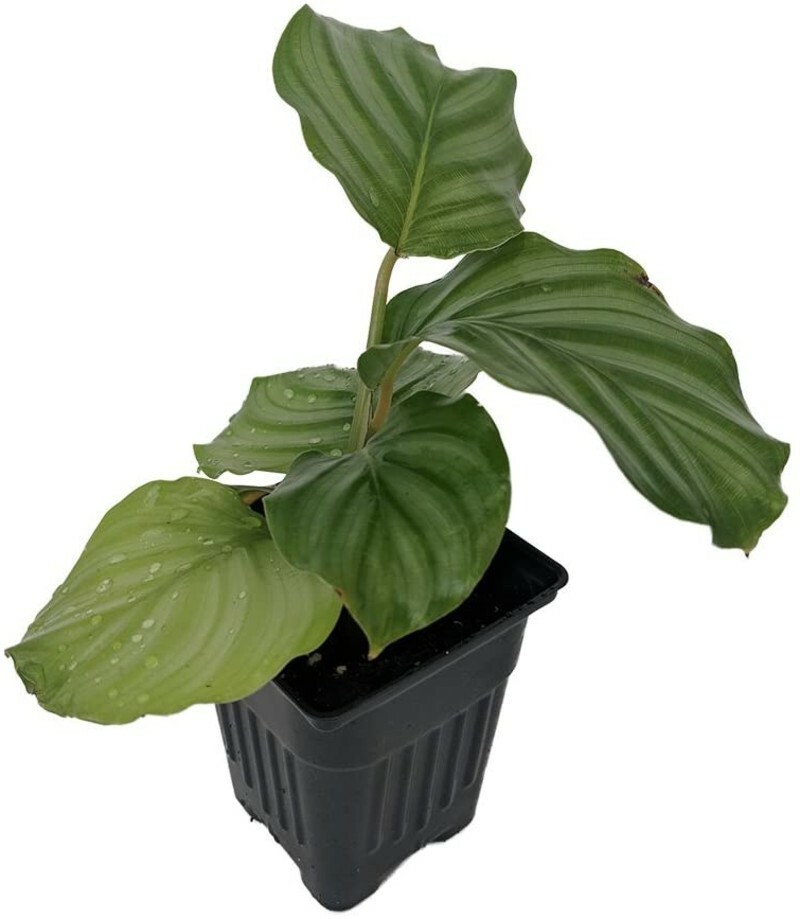 Calathea Orbifolia Peacock Orbit Plant Easy House Live Plant – 4″ Pot