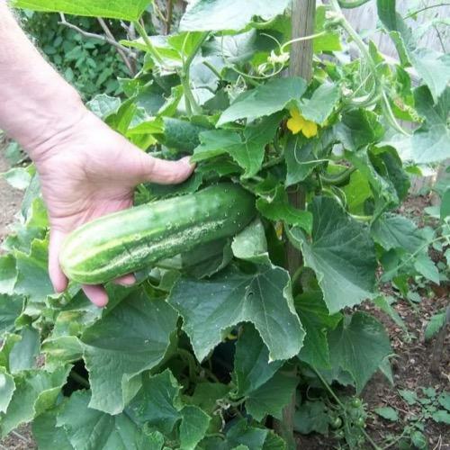 25 CUCUMBER BUSH SEEDS – SPACE MASTER FRESH HARVEST FOR 2024 GARDENS