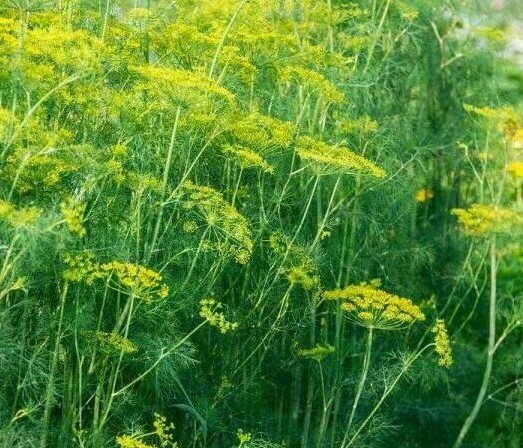 DILL SEEDS 500+ DUKAT DILL HERB garden PICKLING butterflies NONGMO FREE SHIPPING