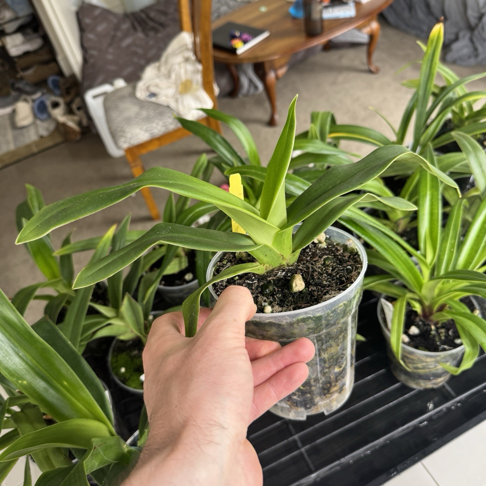Phragmipedium Acker’s Starlight Blooming Size Slipper Orchid