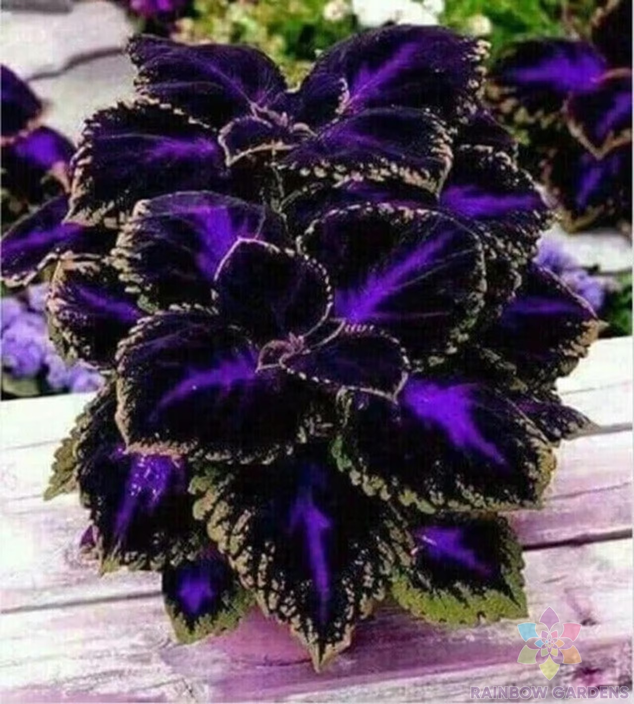 25+ Black Purple Coleus Seeds for Garden Planting – USA – FREE SHIPPING!