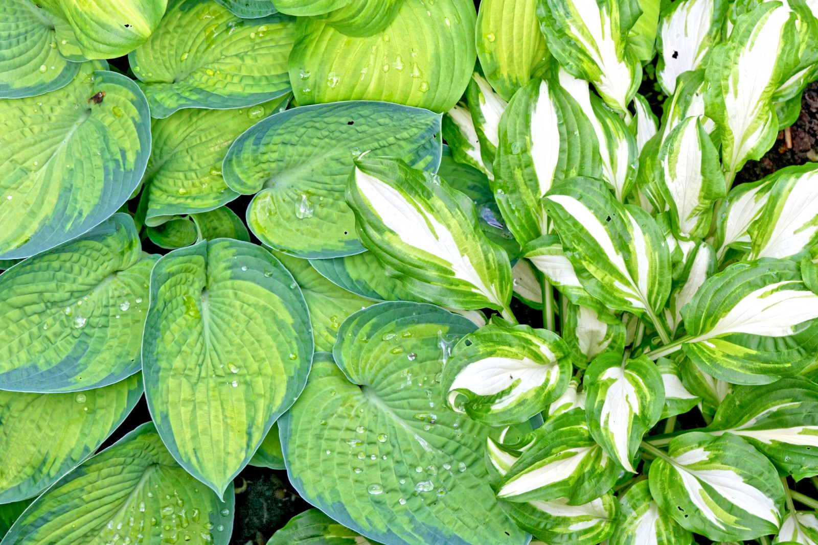 Hosta mix 100 seeds large variety, blue, grey, yellow, large, small, variegated