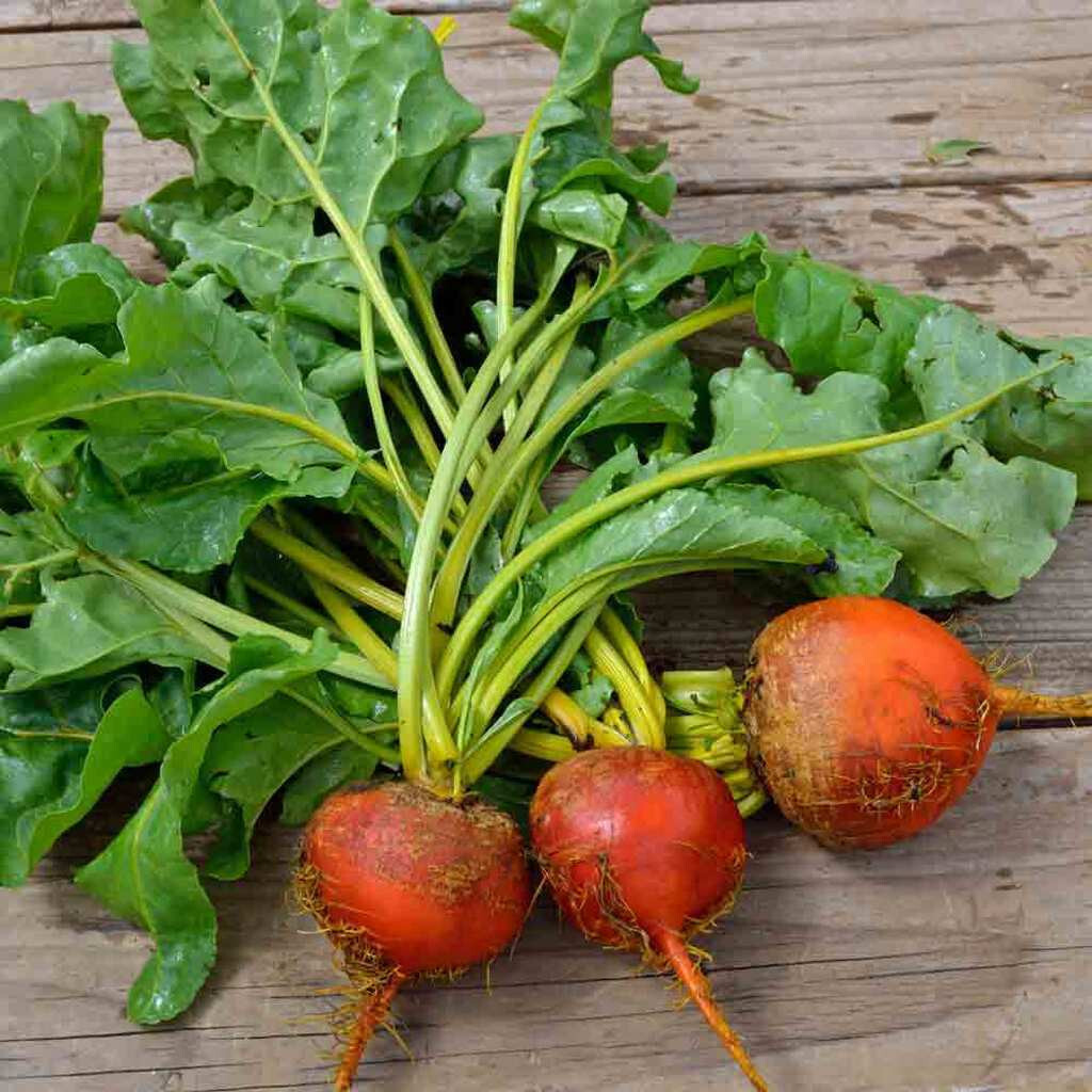 100 DETROIT GOLDEN BEET SEEDS FRESH FOR 2024 GARDENS US SELLER SHIPS QUICK