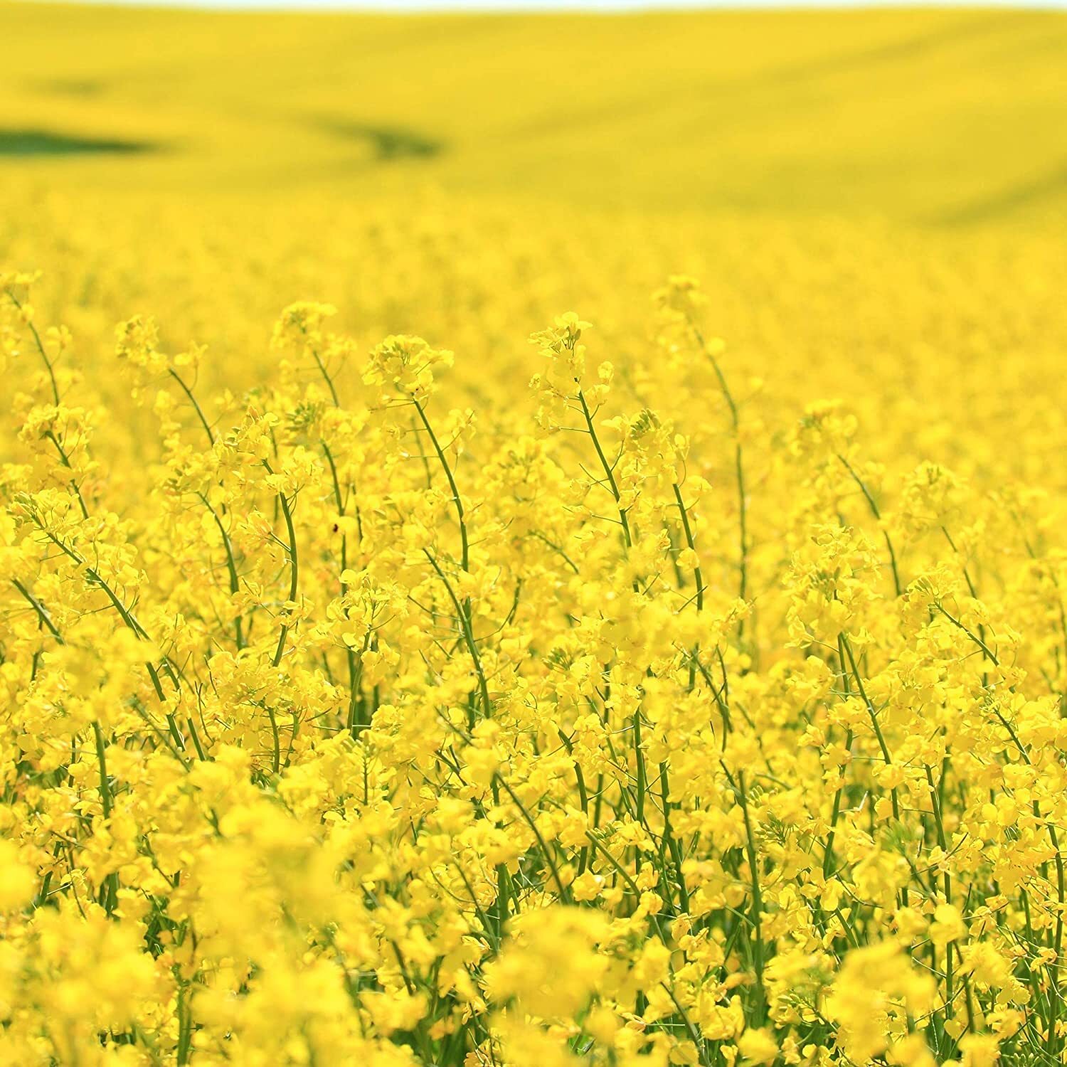 Brassica Dwarf Essex Forage Rape Seed for Food Plots & Cover Crops