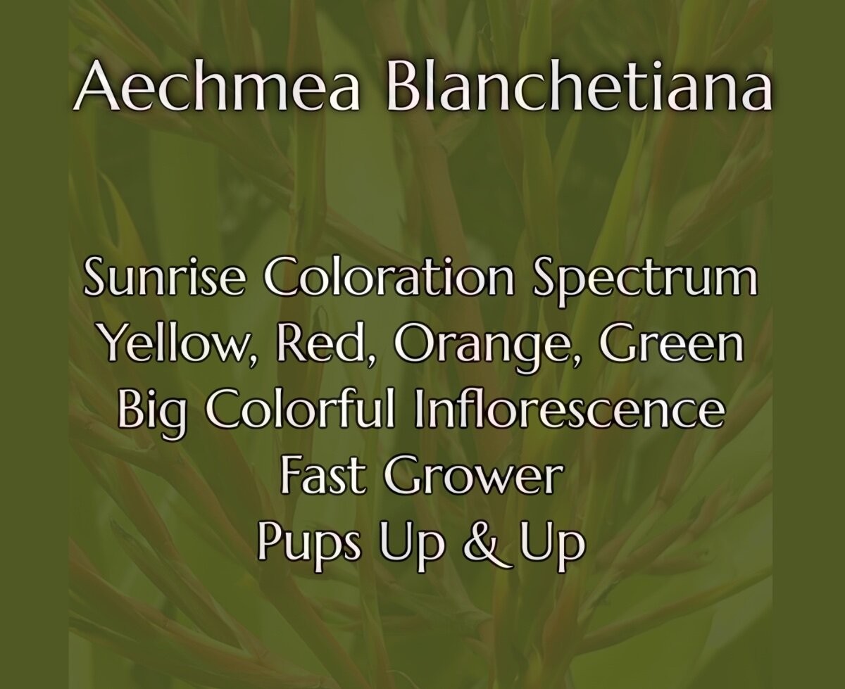Aechmea Blanchetiana Fast Grower Spreads Pups Galore XL Red Orange Yellow Green