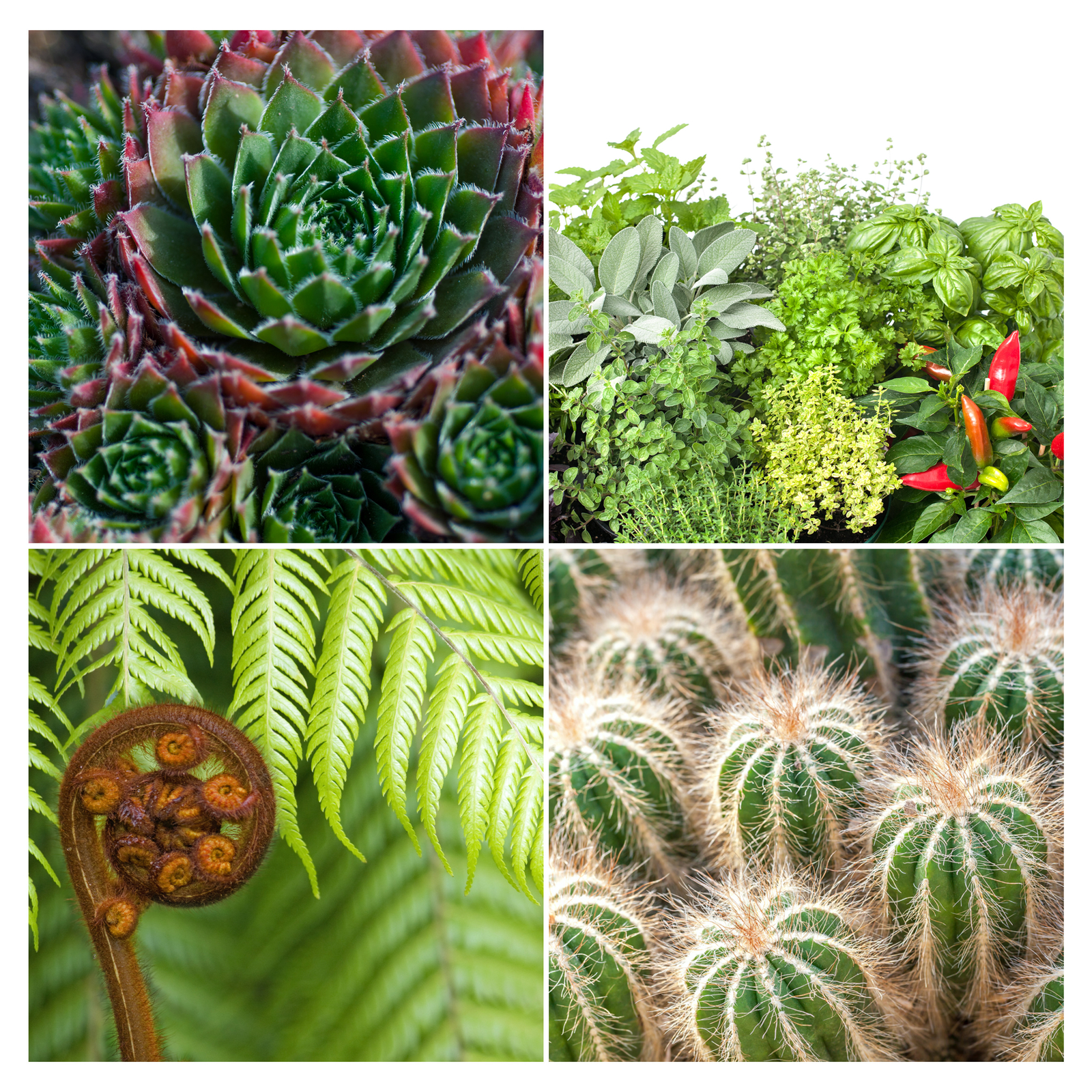 Coco Peat Perlite Potting Mix, Loose Coconut Coir and Perlite for Garden
