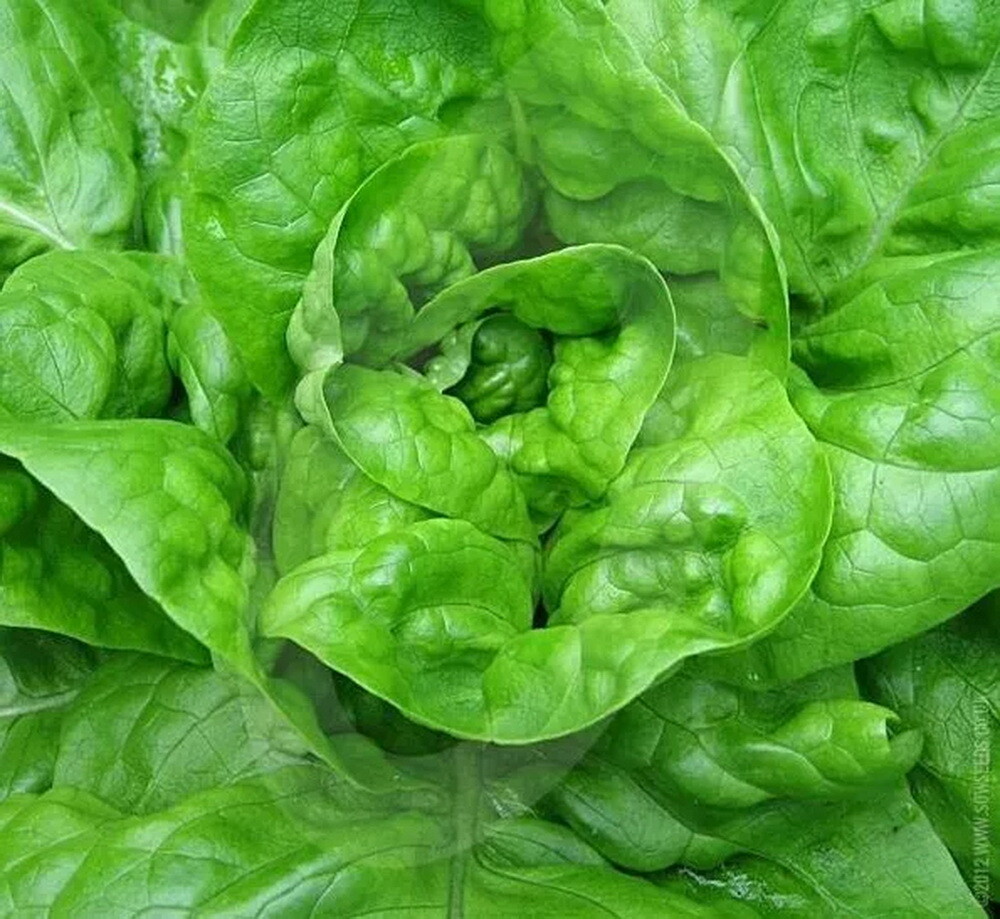 Butterhead All Year Round Lettuce Seeds, NON-GMO, Heirloom, FREE SHIPPING