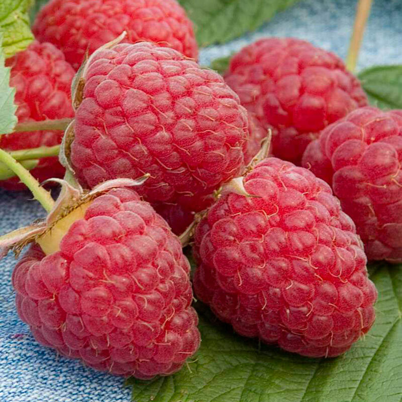 Heritage Raspberry Seeds The award-winning produce Berry Twice Per Year.