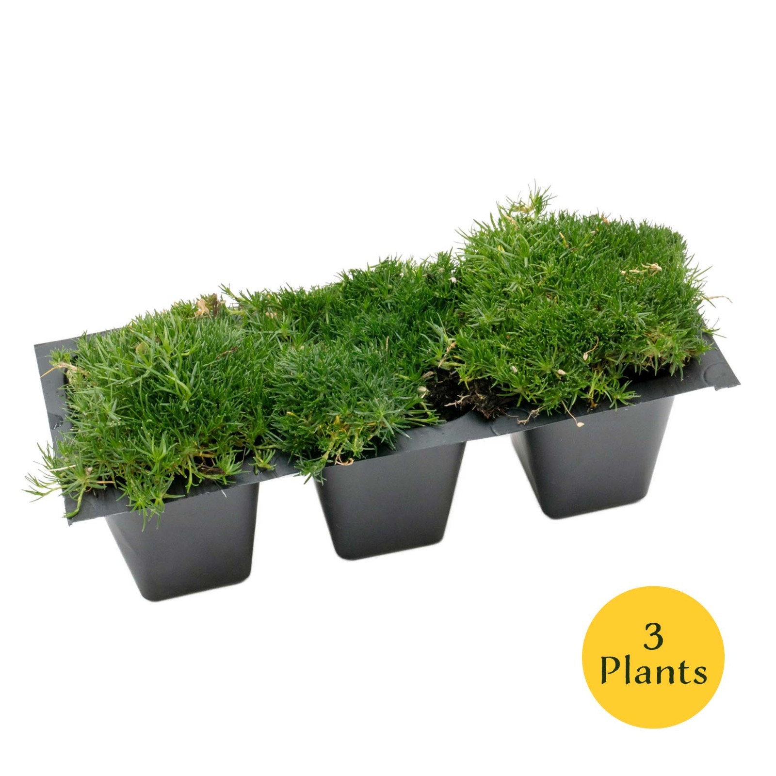 Irish Moss (Sagina subulata) in 2.5” Nursery Cubes, Dense Low-Growing Evergreen