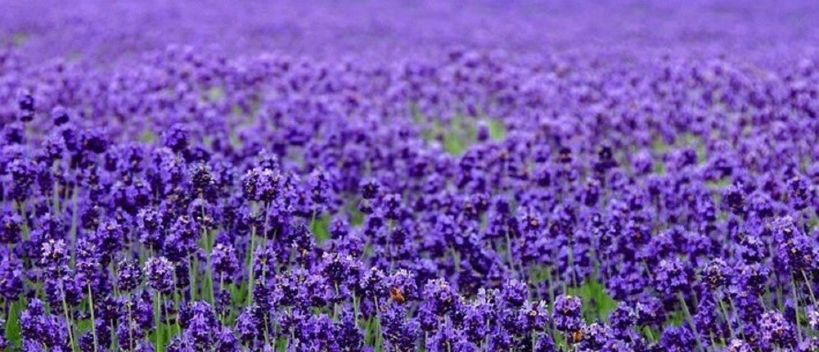 Beautiful Lavender Seeds 200+ SEEDS –BUY 4 ITEMS FREE SHIPPING