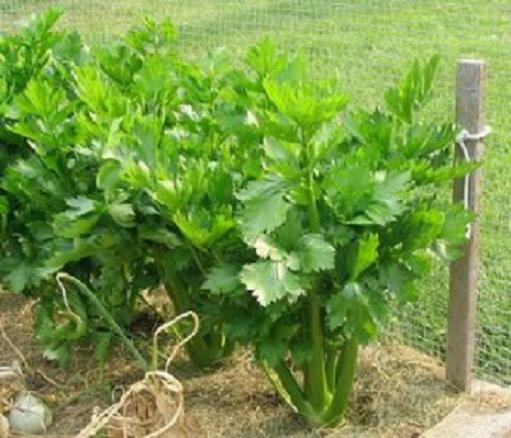 1000+ Tall Utah Celery Seed, Heirloom NON-GMO Fresh Seeds FAVORITE & FLAVORFUL